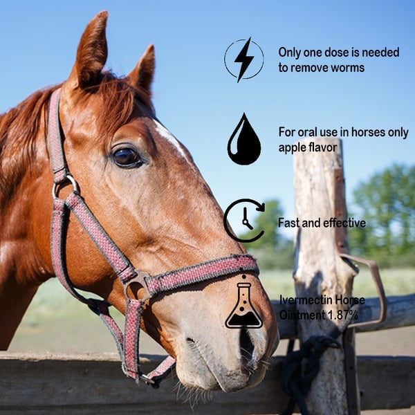 🔥 Laatste dag: 49% korting – Ivermectine Paardenpasta 1,87% (6,08 g tubes)